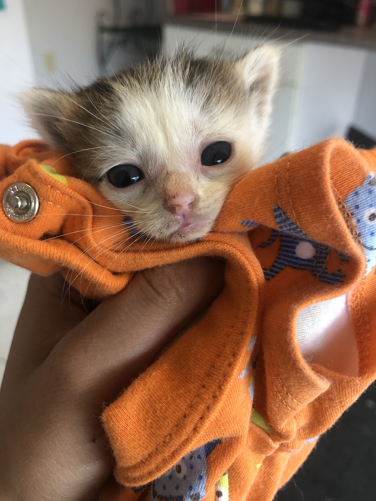 Spotsylvania animal shelters fredericksburg va 22408