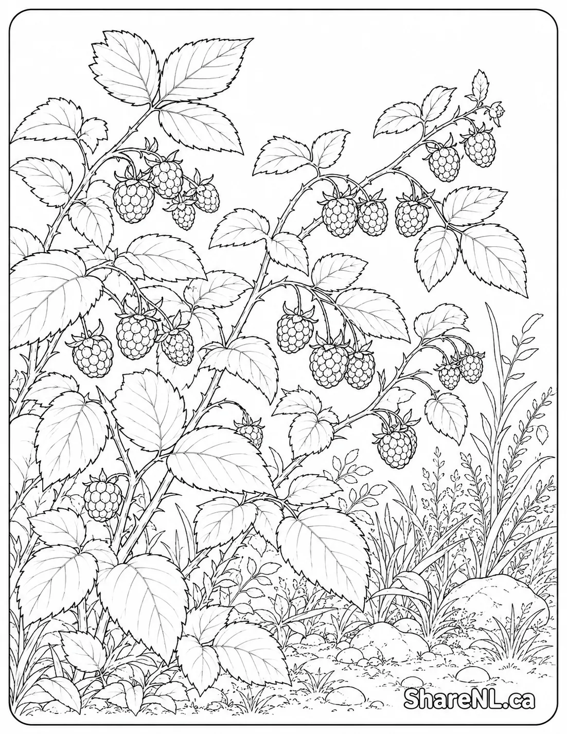 Wild Raspberries