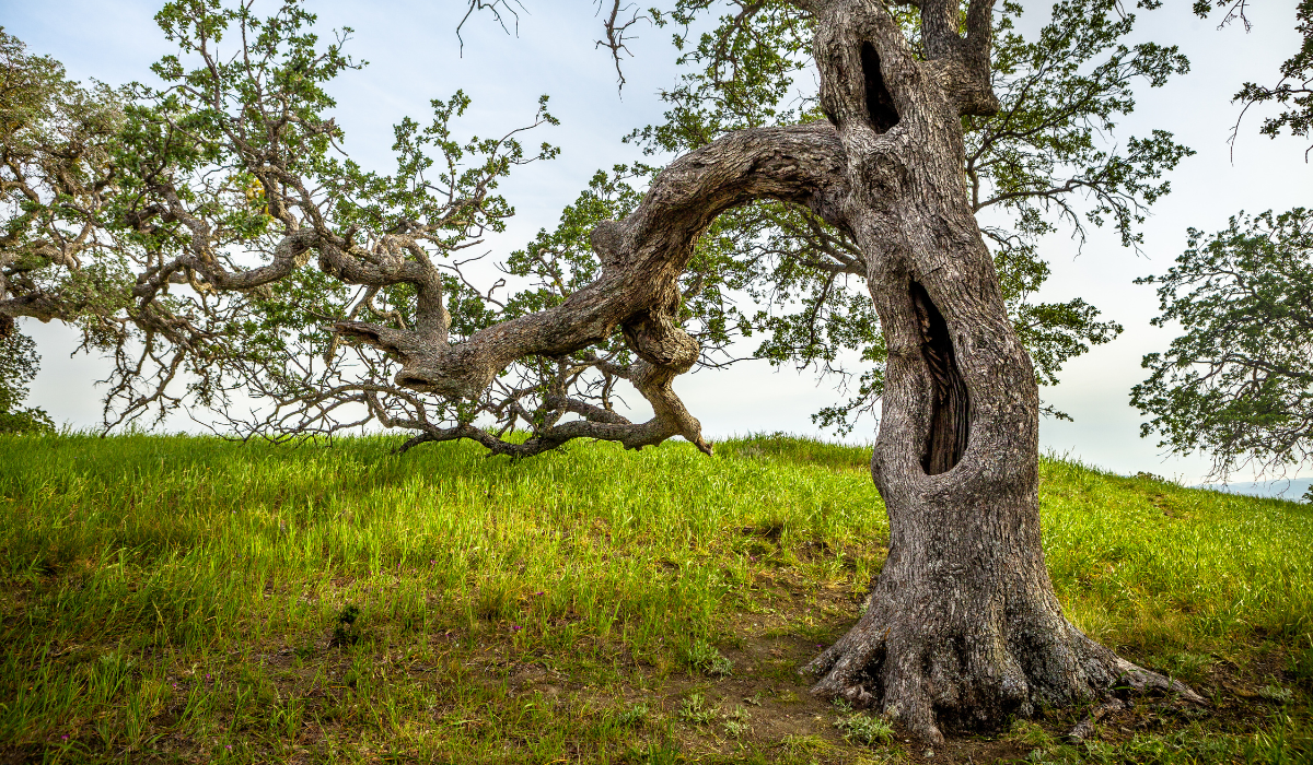 A hollowed out California oak tree with green leaves sits on a vibrant hill with a grey-blue sky
