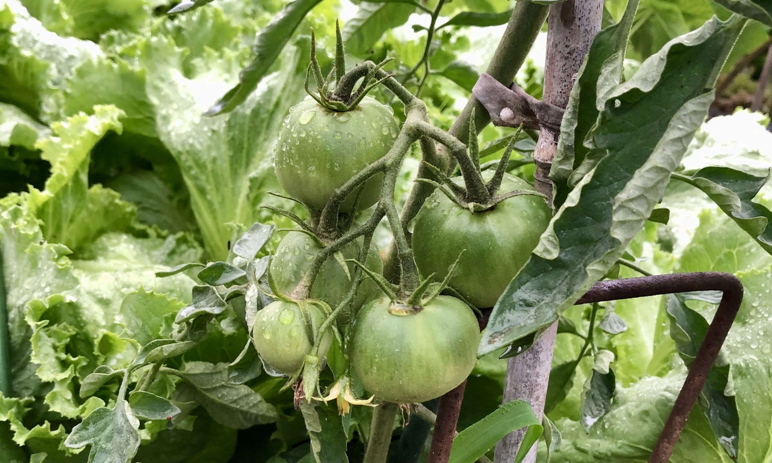 畑で自然発芽したトマト苗を移植した状況は 自由人のオーガニック畑 Freeman S Organic Farm