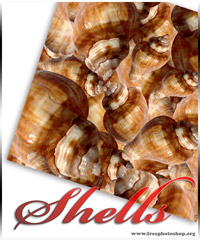 Shells Patterns
