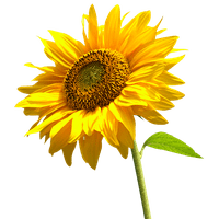 If you like, you can download pictures in icon format or directly in png image format. Download Sunflowers Free Png Photo Images And Clipart Freepngimg