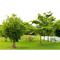Download Park Image Gif