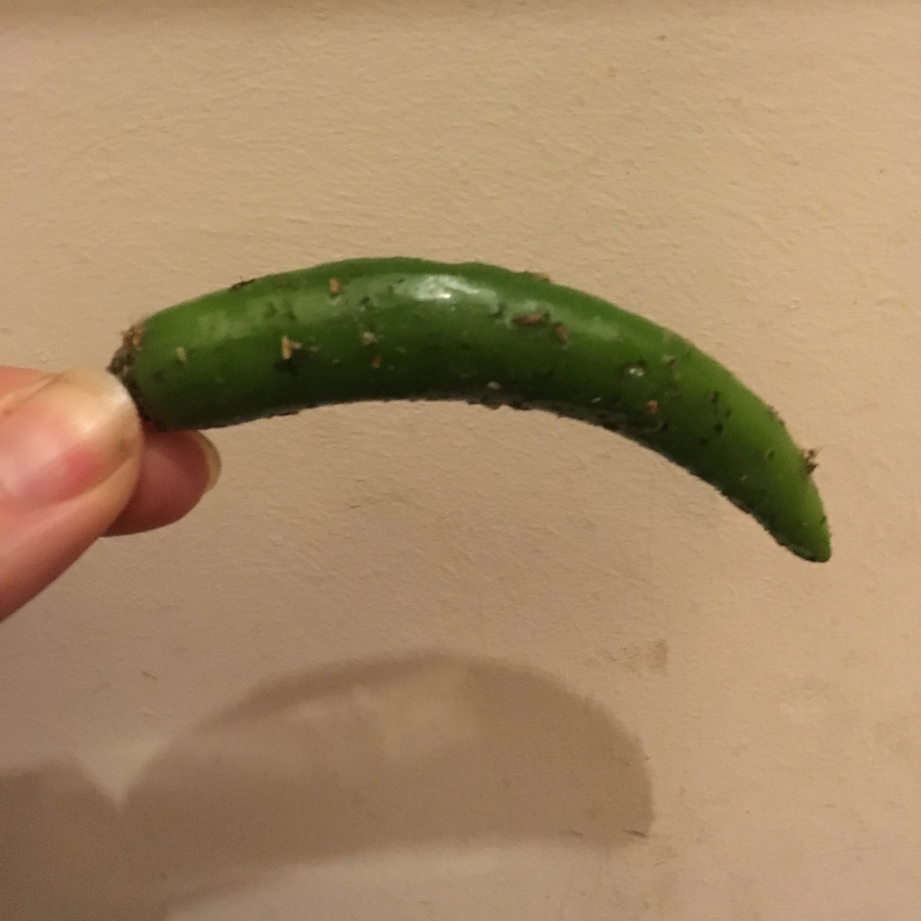Coated with SEAsoning, preserving the chilly
