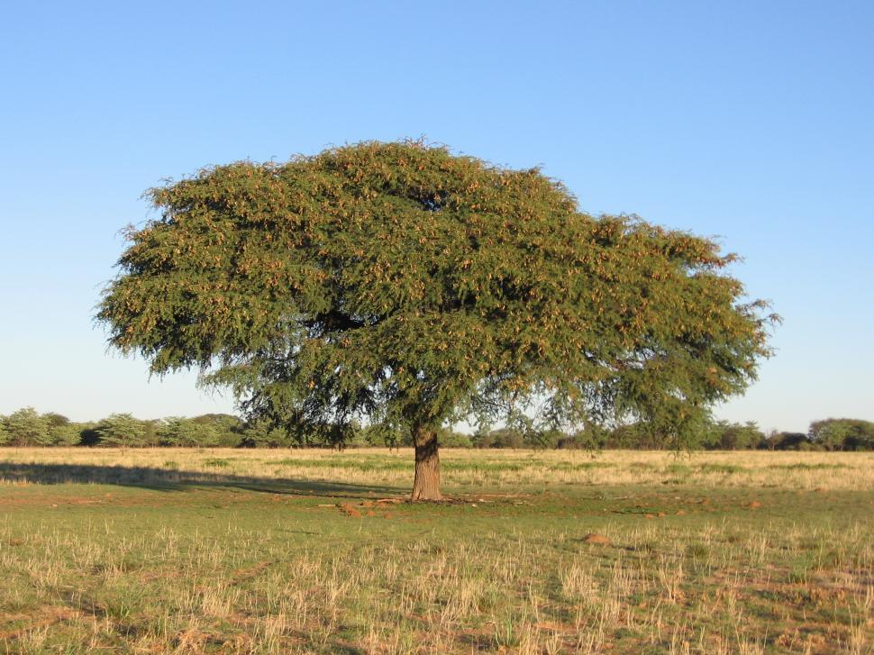 Trees Bearing Thorns Spines And Prickles Arborist Now