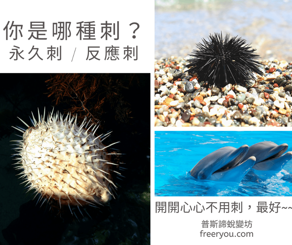 urchin pufferfish dolphin