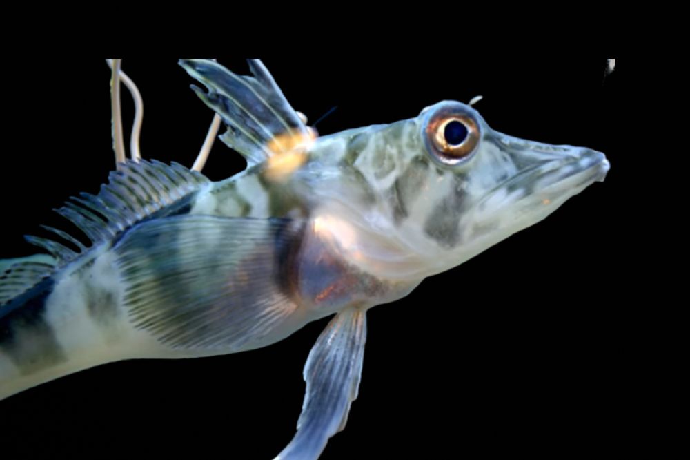 Antarctic Icefish