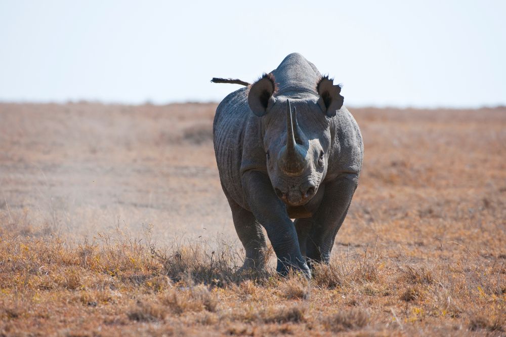 Black Rhinoceros