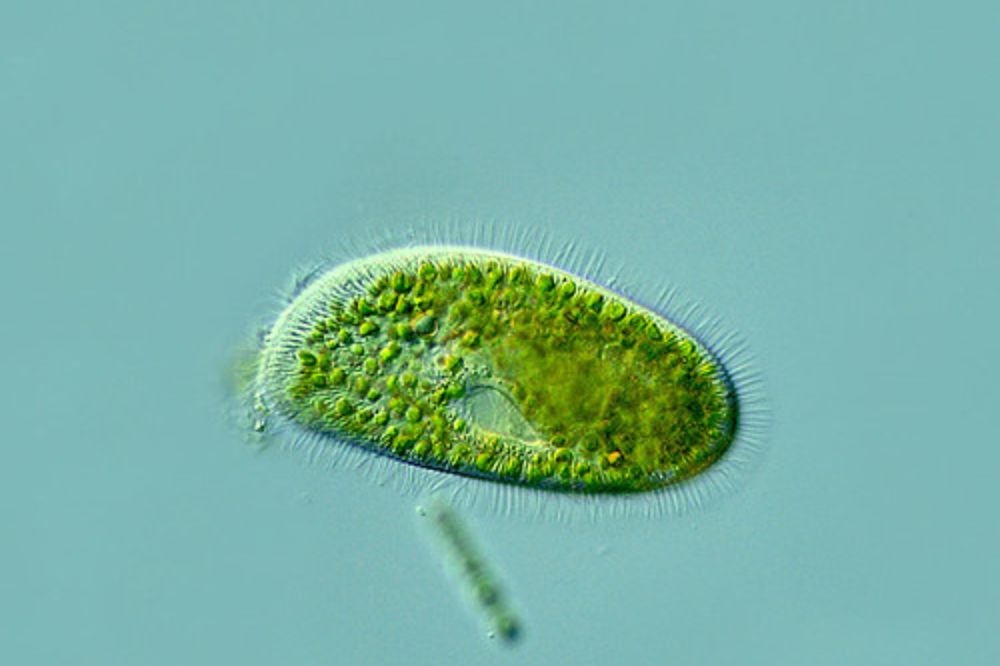 Ciliates