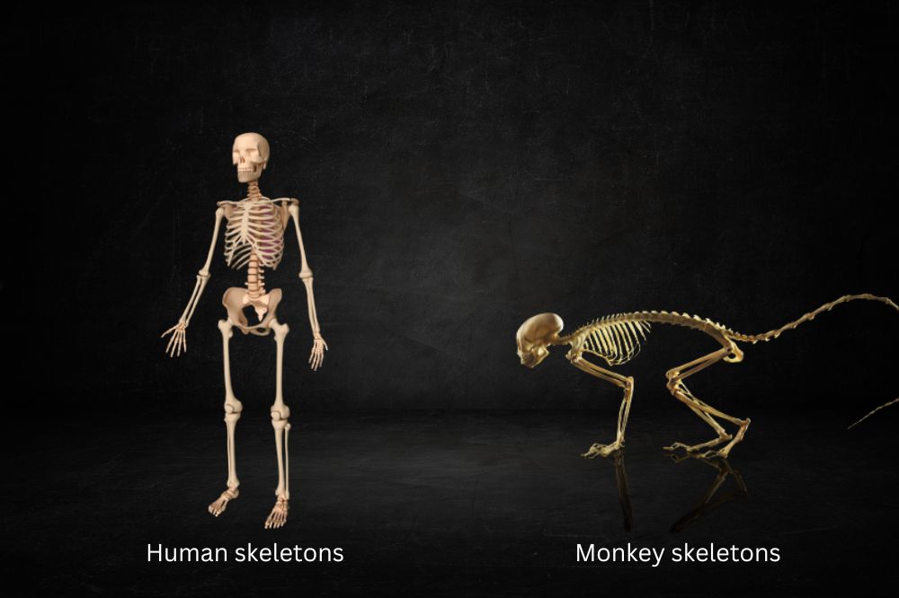 Comparative anatomy