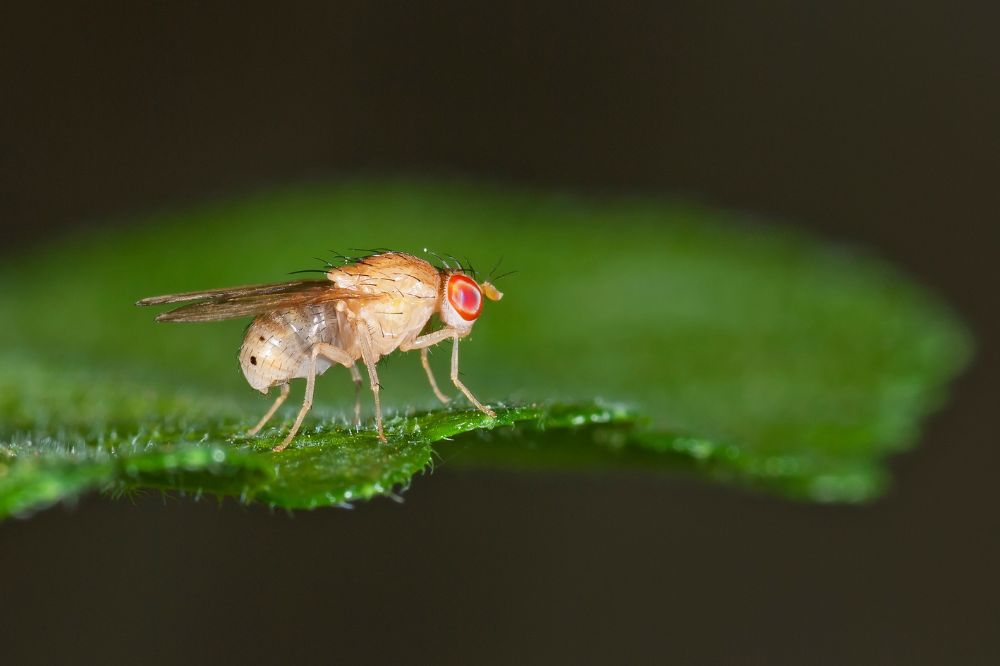 Fruit fly