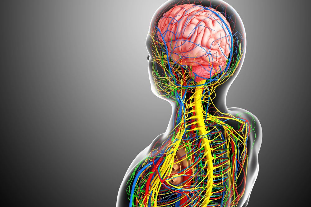 Nervous system