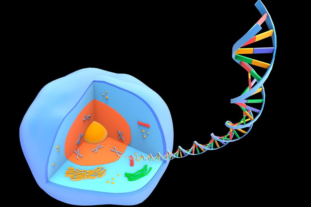 Nucleic Acids