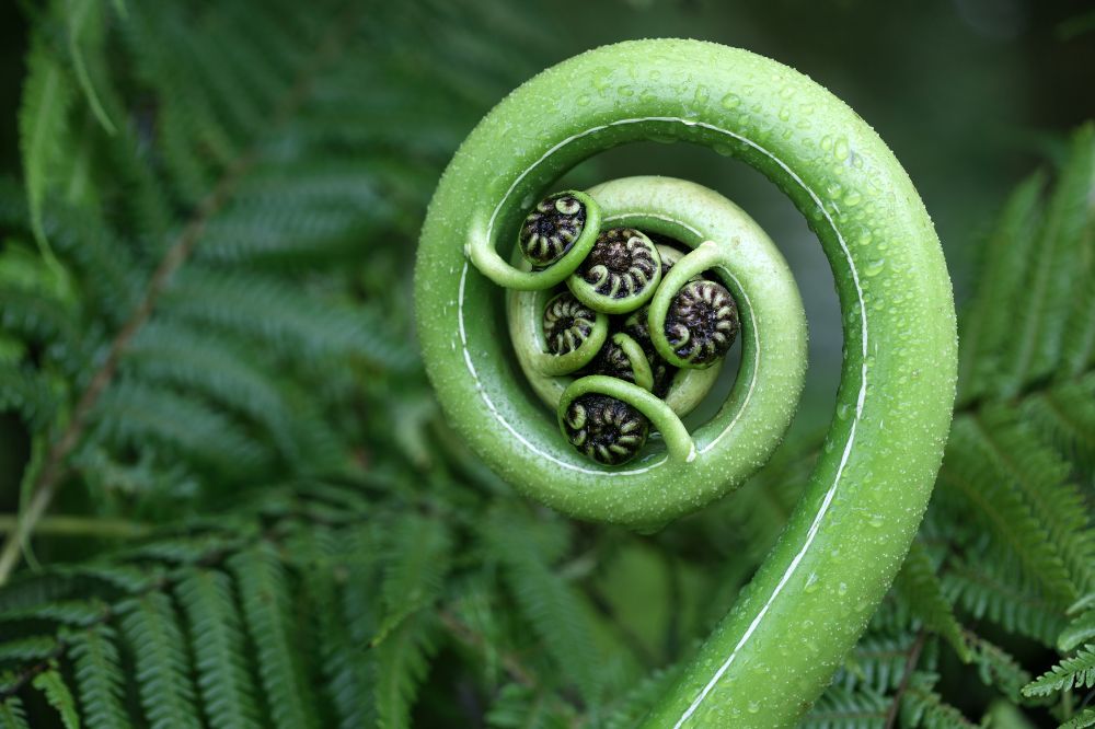 Plant Physiological Processes