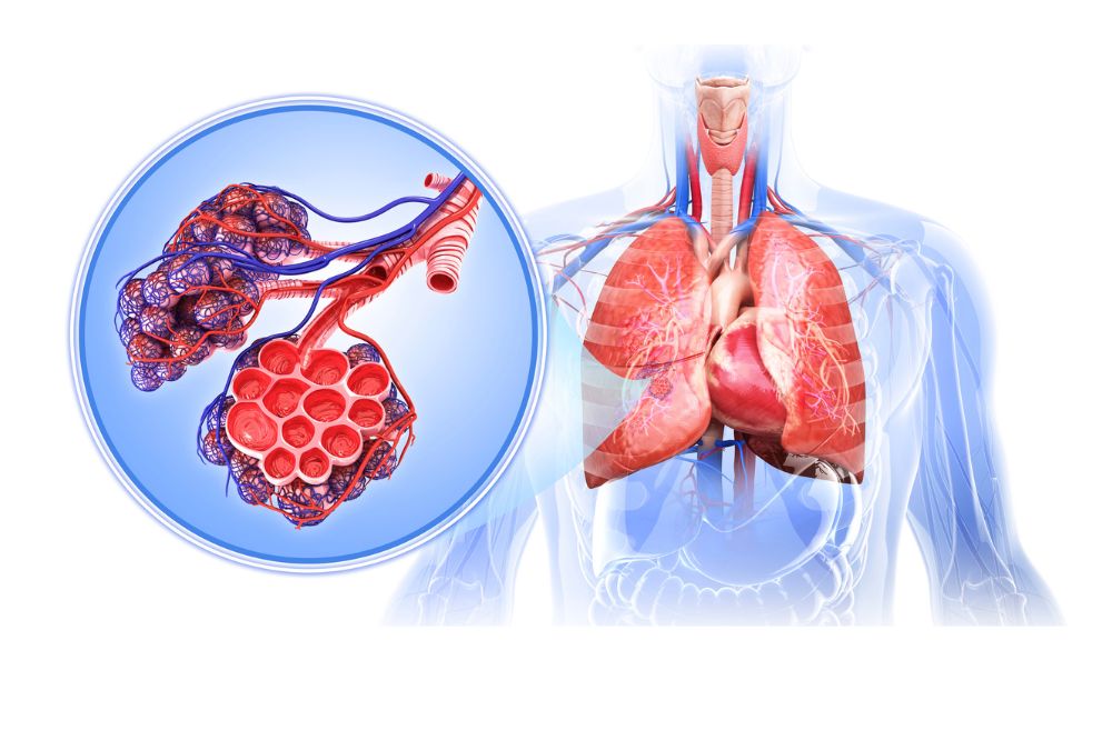 Respiratory System