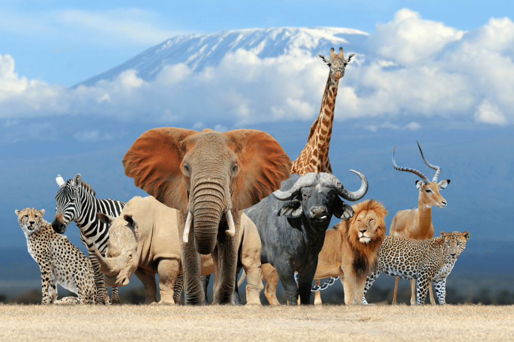 animal classification