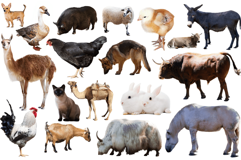 animal physiology