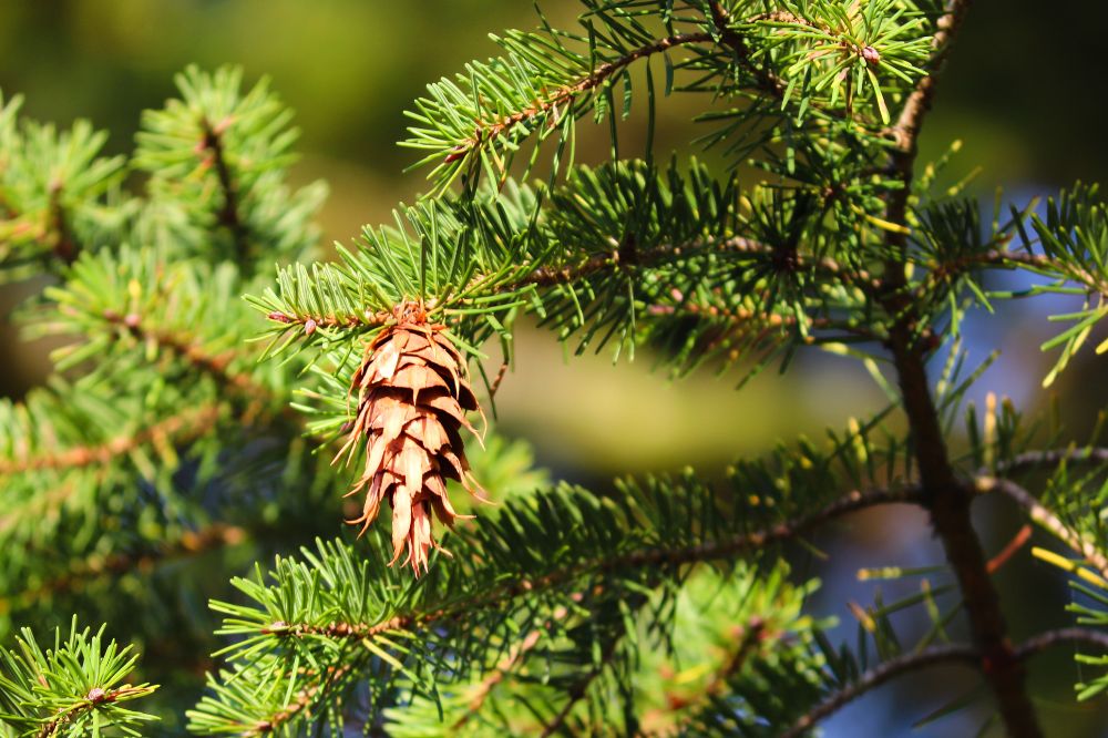 Conifers