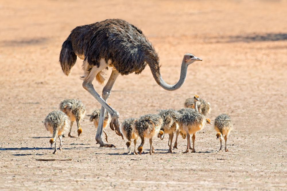 ostriches