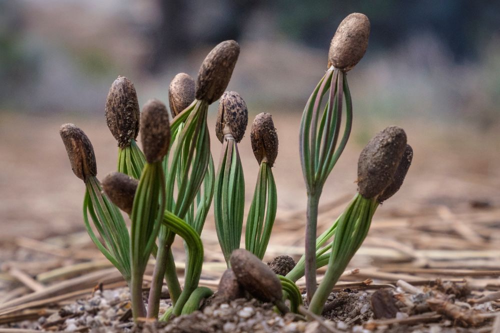 germination