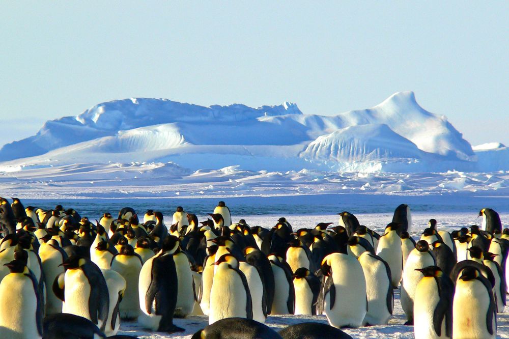 penguins