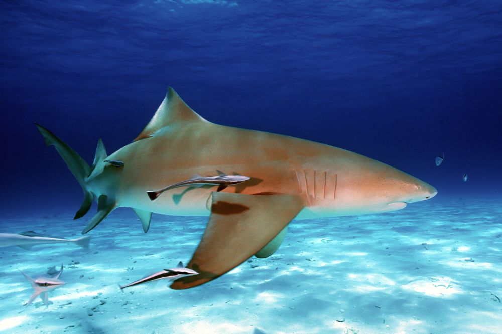 sharks