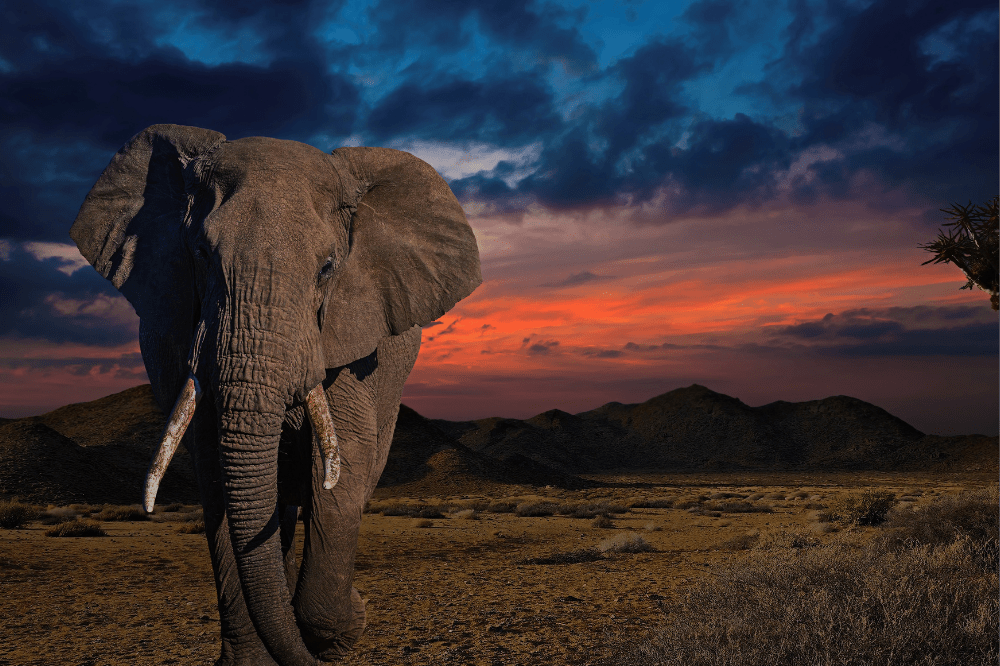wild elephant