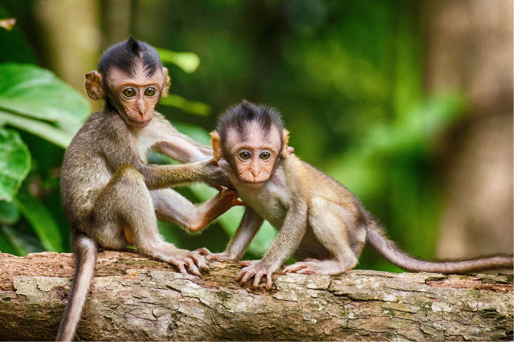 wild monkeys