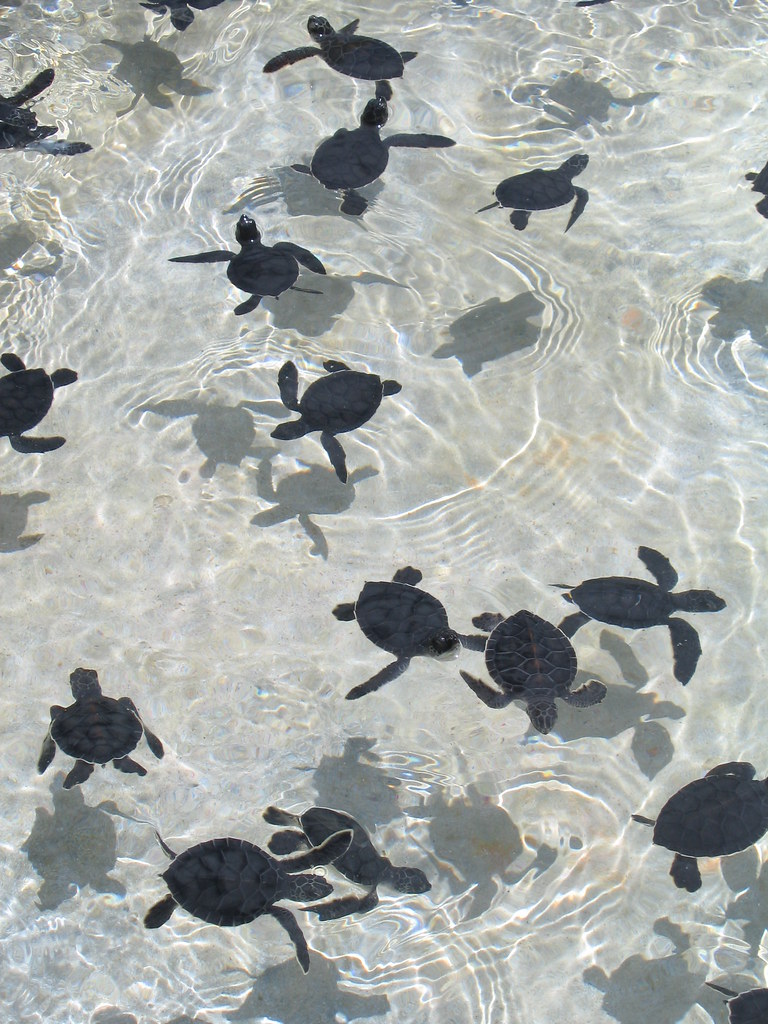 Tiny Tiny Turtles