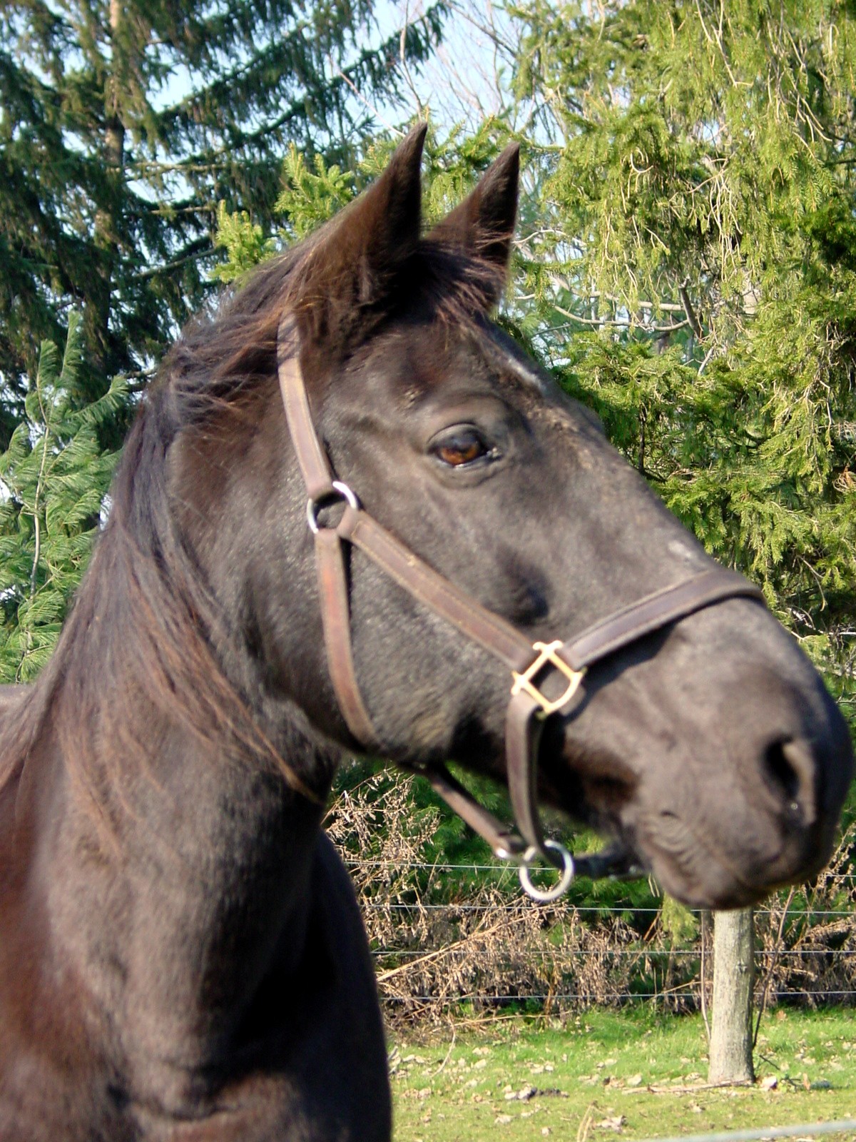 Albion: The Wisdom of a Horse