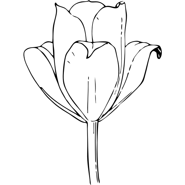 You can download this free vector flower and use it in your work. Vector Graphics Of Tulip Flower Free Svg