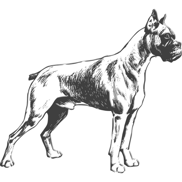 There is a long list of why dogs are such a wonderful companion to have, some of the reasons include their loyal nature, their loving disposition, and protective instincts. Boxer Dog Vector Drawing Free Svg