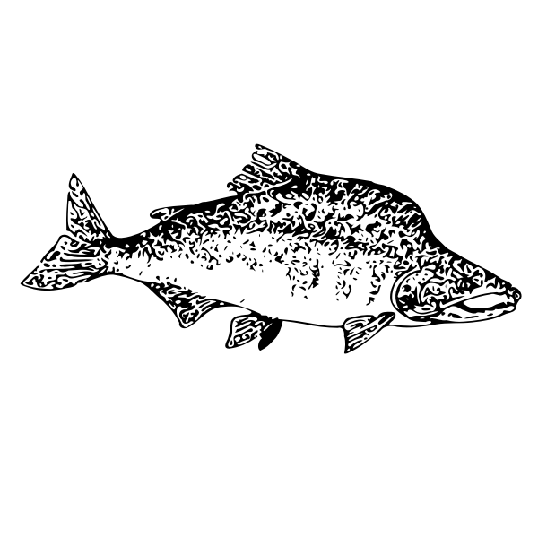 Fish pink salmon chum salmon drawing, fish, marine mammal, animals, seafood png · png tags · png info · online resize png · license · related png images. Pink Salmon Vector Image Free Svg