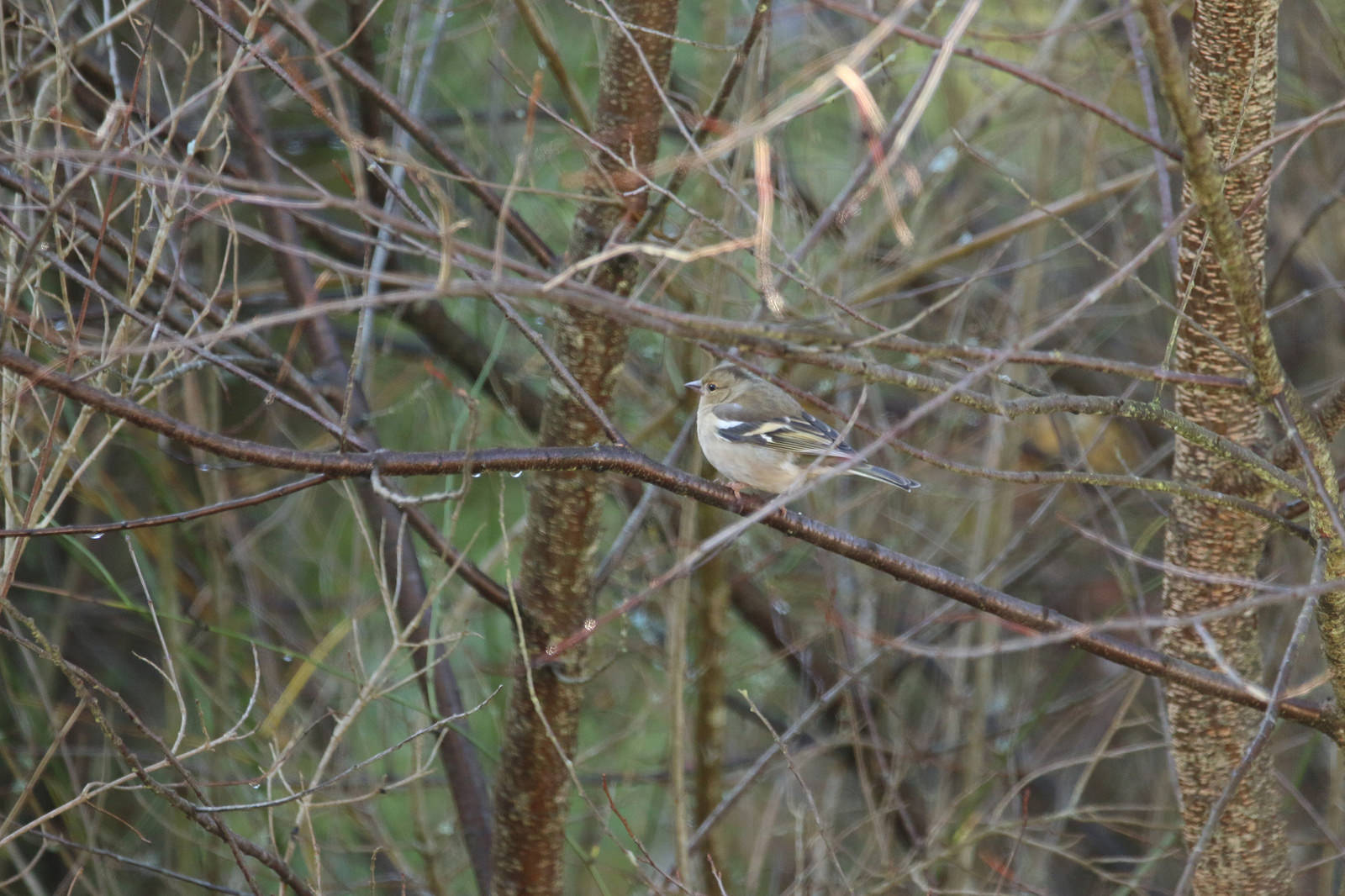 identify the bird identify the bird