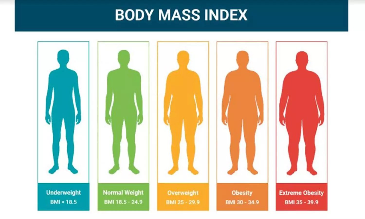 BMI Calculator: Everything You Need to Know About Body Mass Index