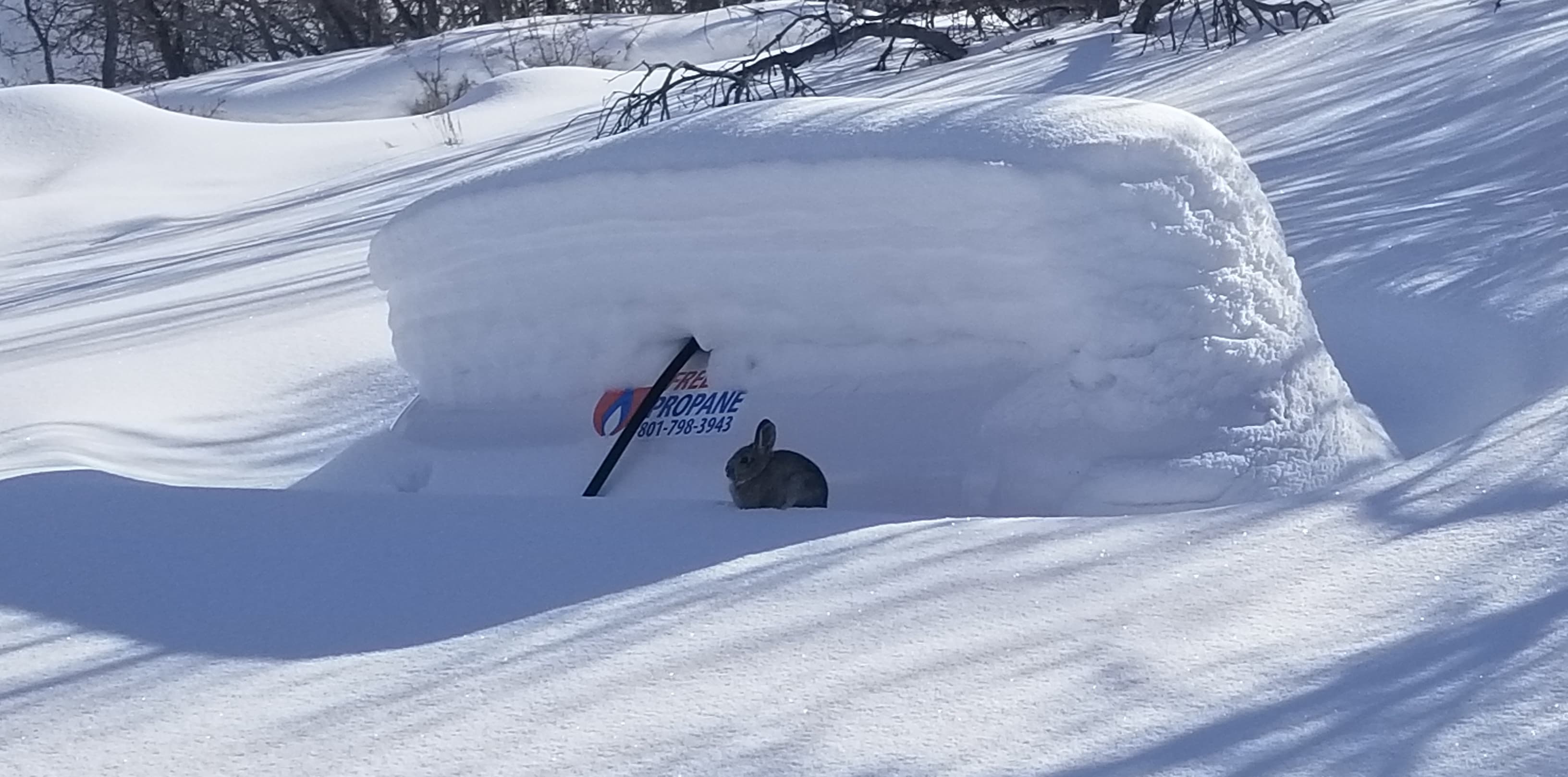 bunny near the freeway propane signage