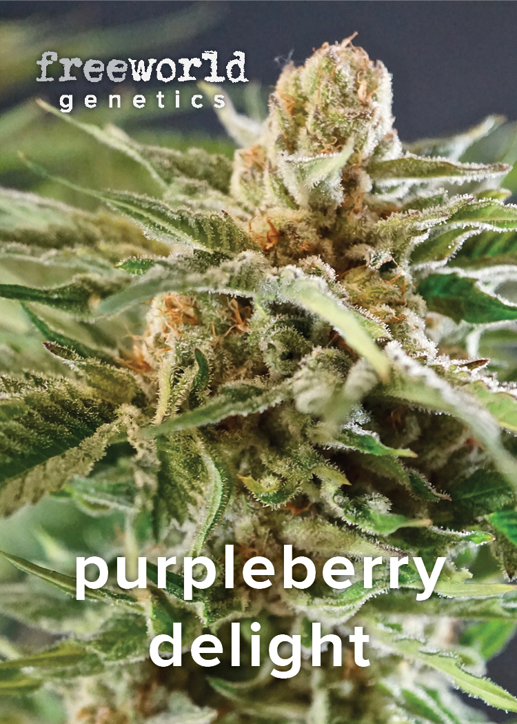 Purpleberry Delight Feminized Hemp Seeds