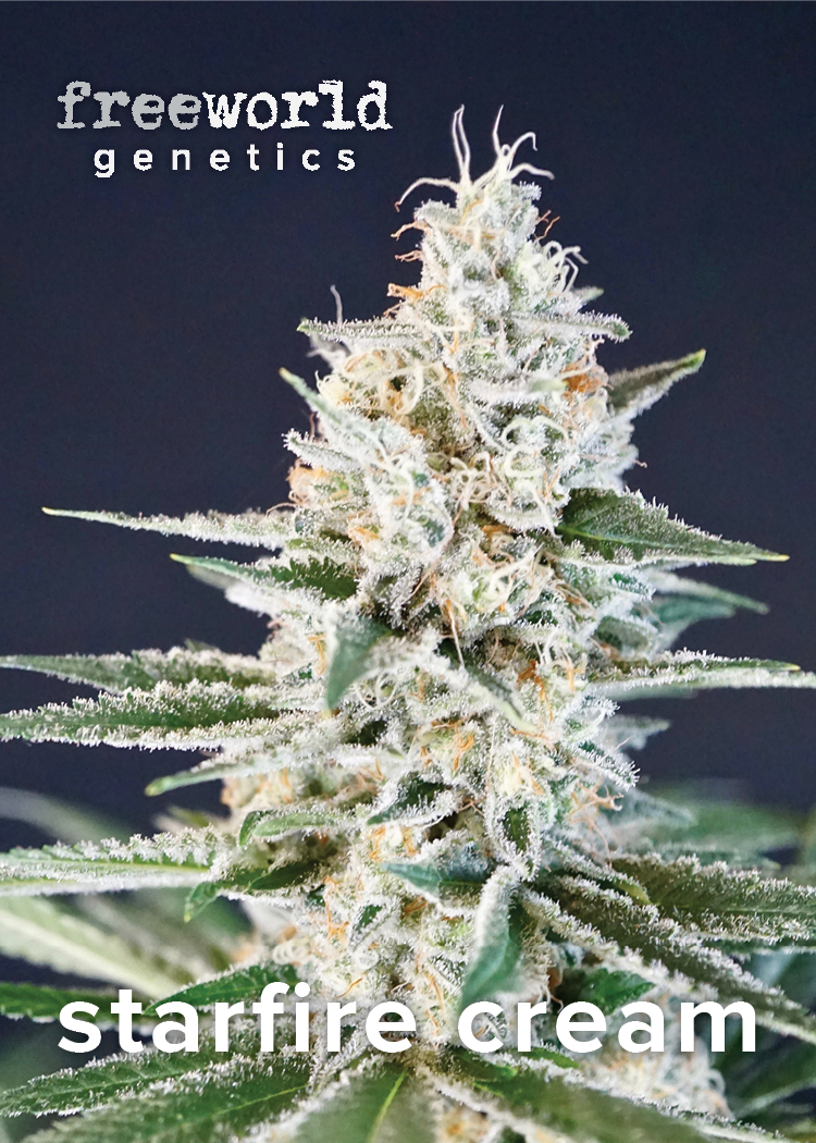 Starfire Cream Feminized Cannabis Seeds