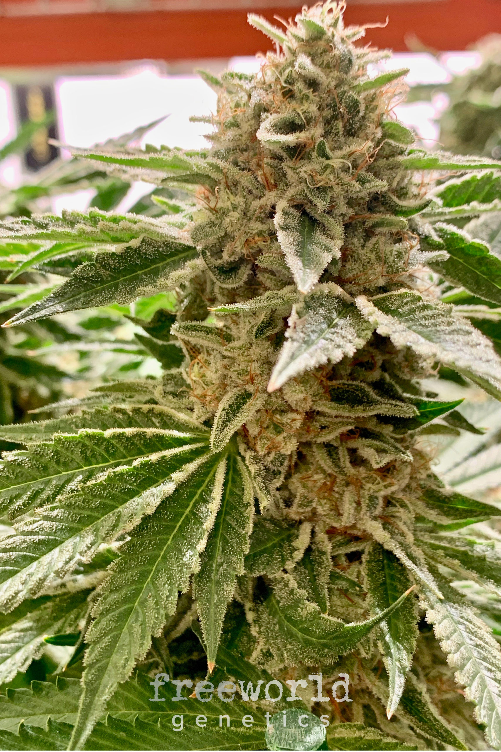 Orange Cookie Chem FreeWorld