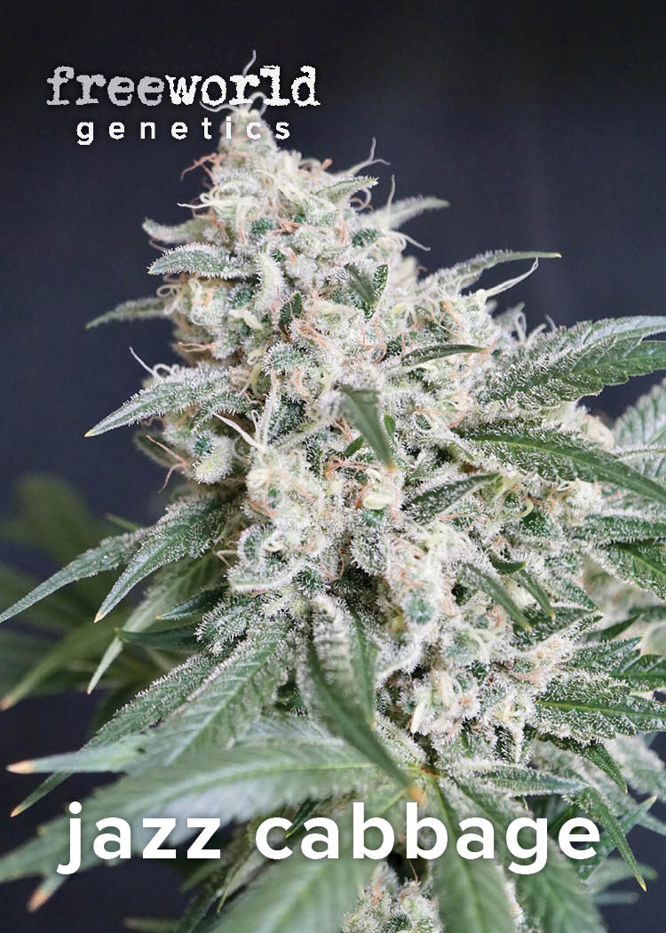 【ダブ名盤】Audio Active／FREE THE MARIJUANA AUDIO ACTIVE / FREE THE MARIJUANA – TICRO MARKET