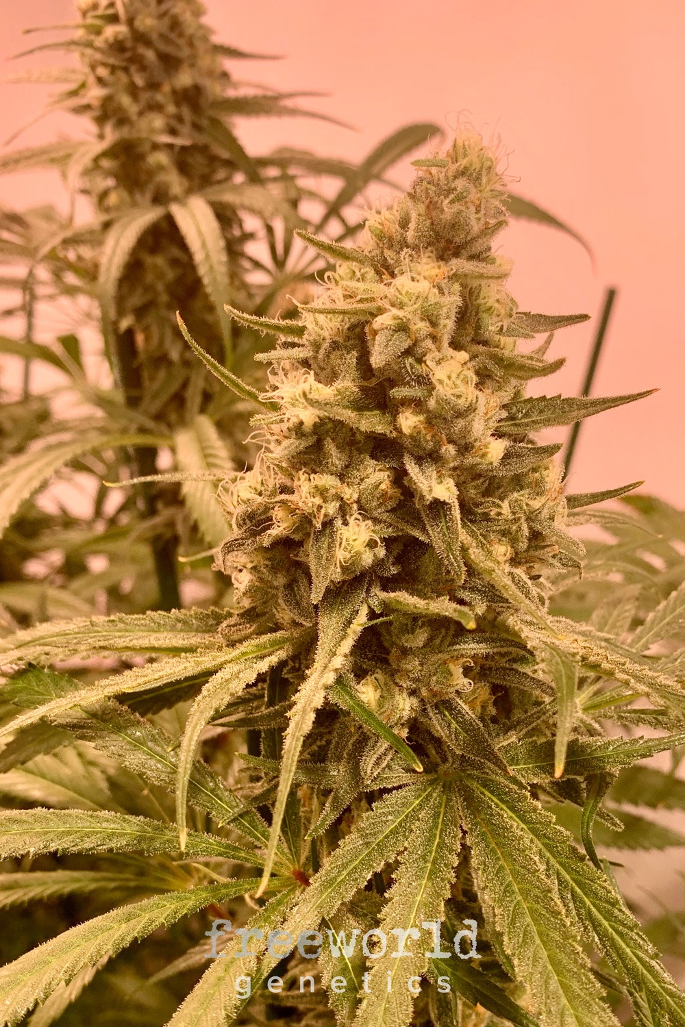 Apricot Scone FreeWorld