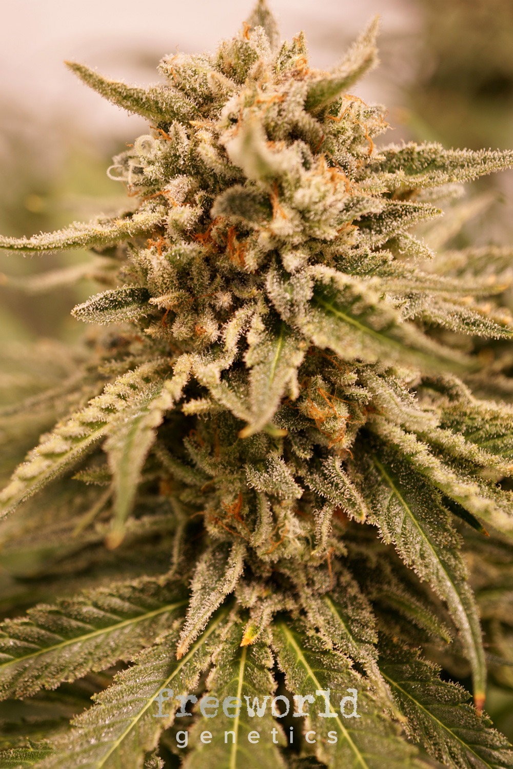 Jam Sandwich FreeWorld