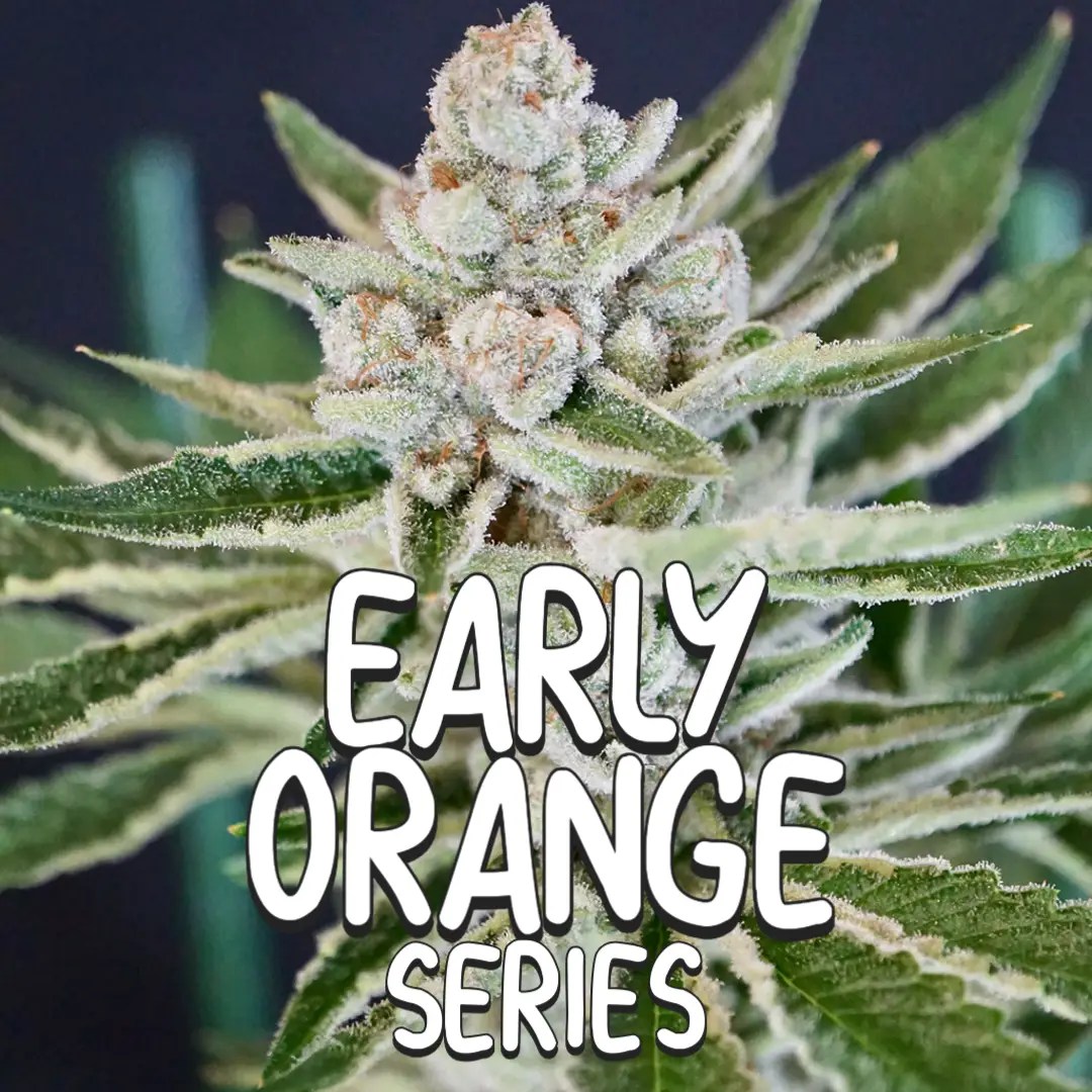 Early Orange