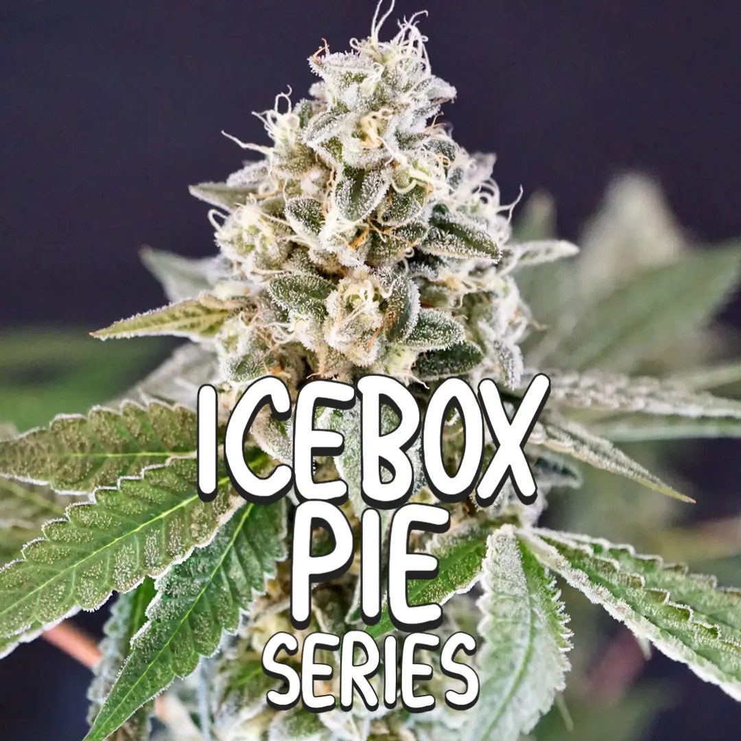 IceBox Pie Seed