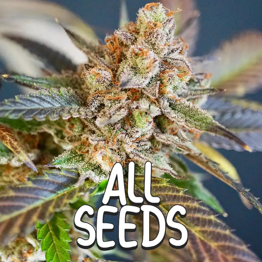 All Seed