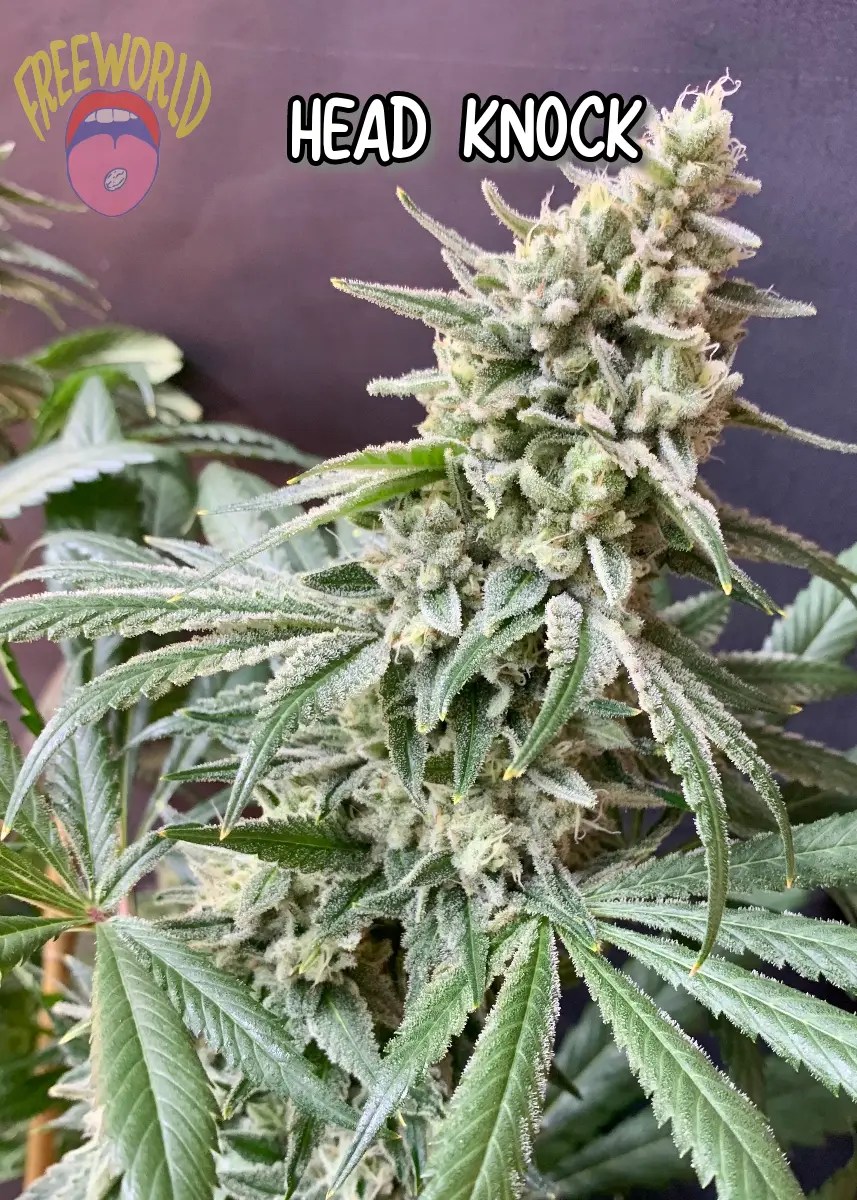 Buck Nasty - Freeworld Seed Vault