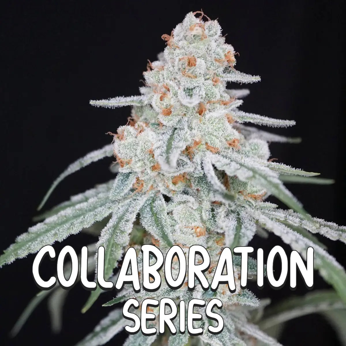 Collaboration Series