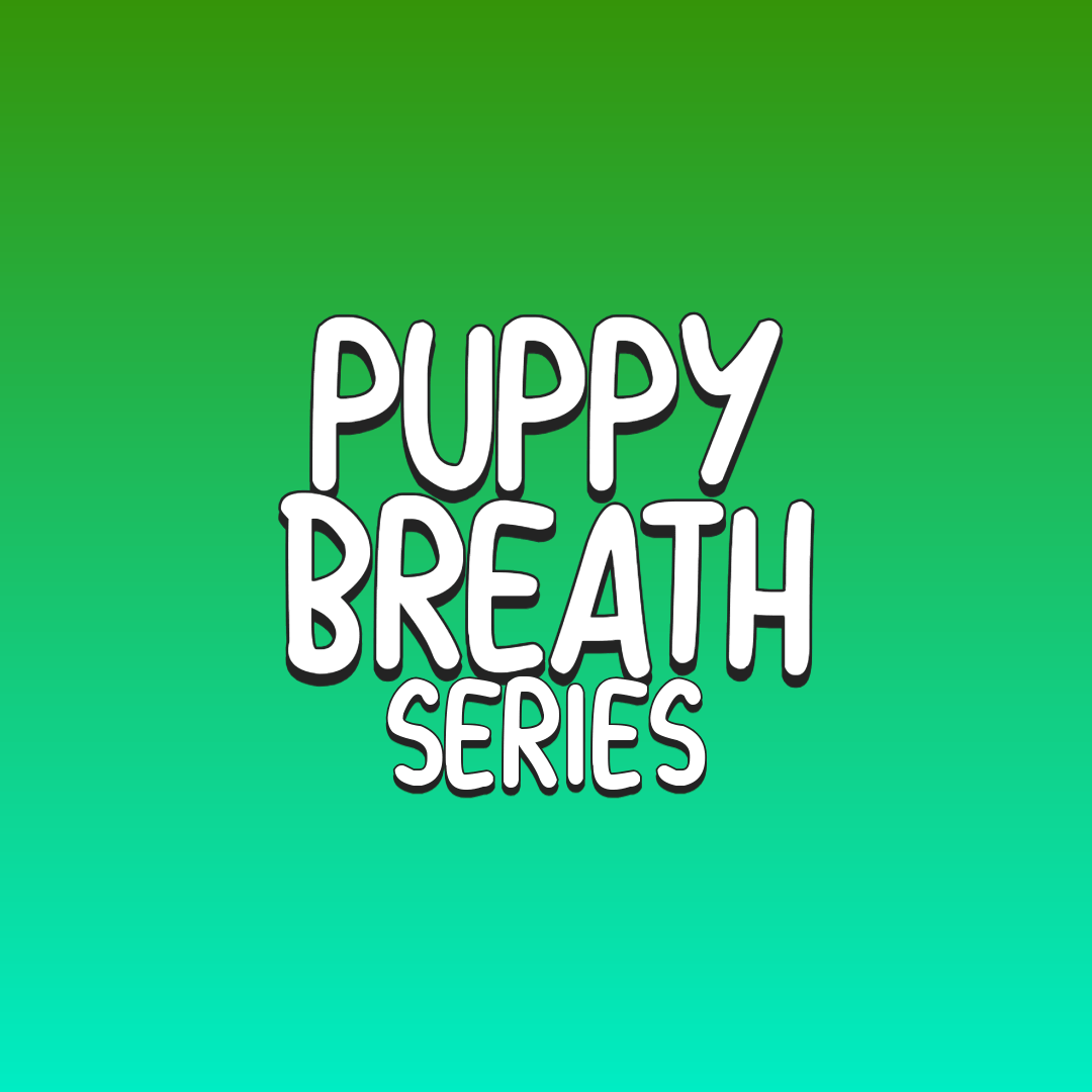 Puppy Breath Seed