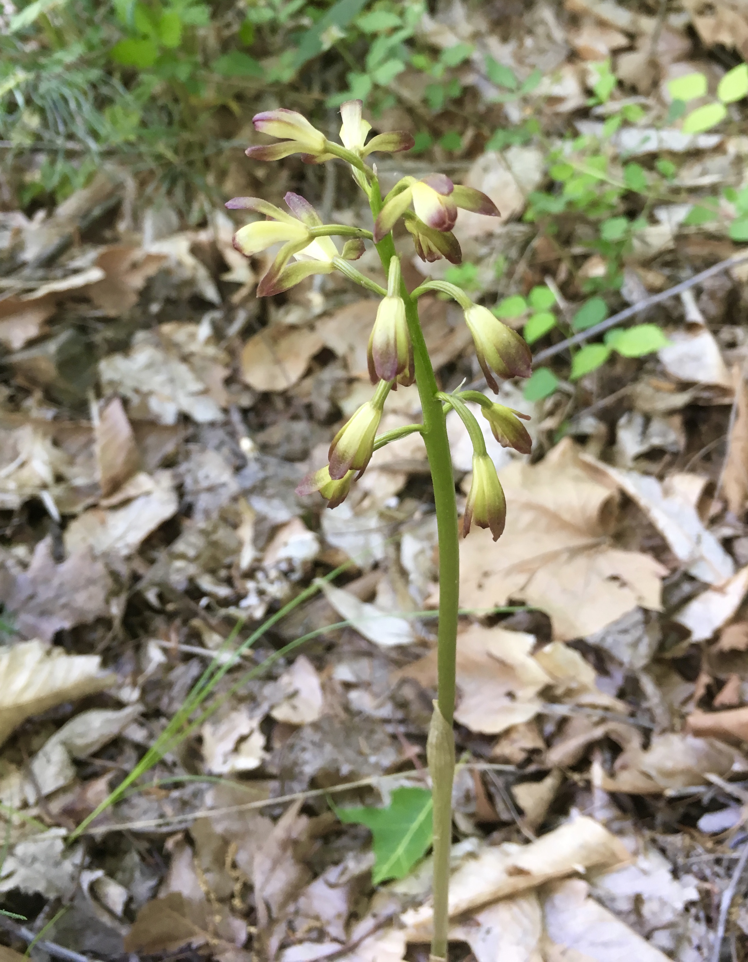 Puttyroot orchid bloom 5-14-18