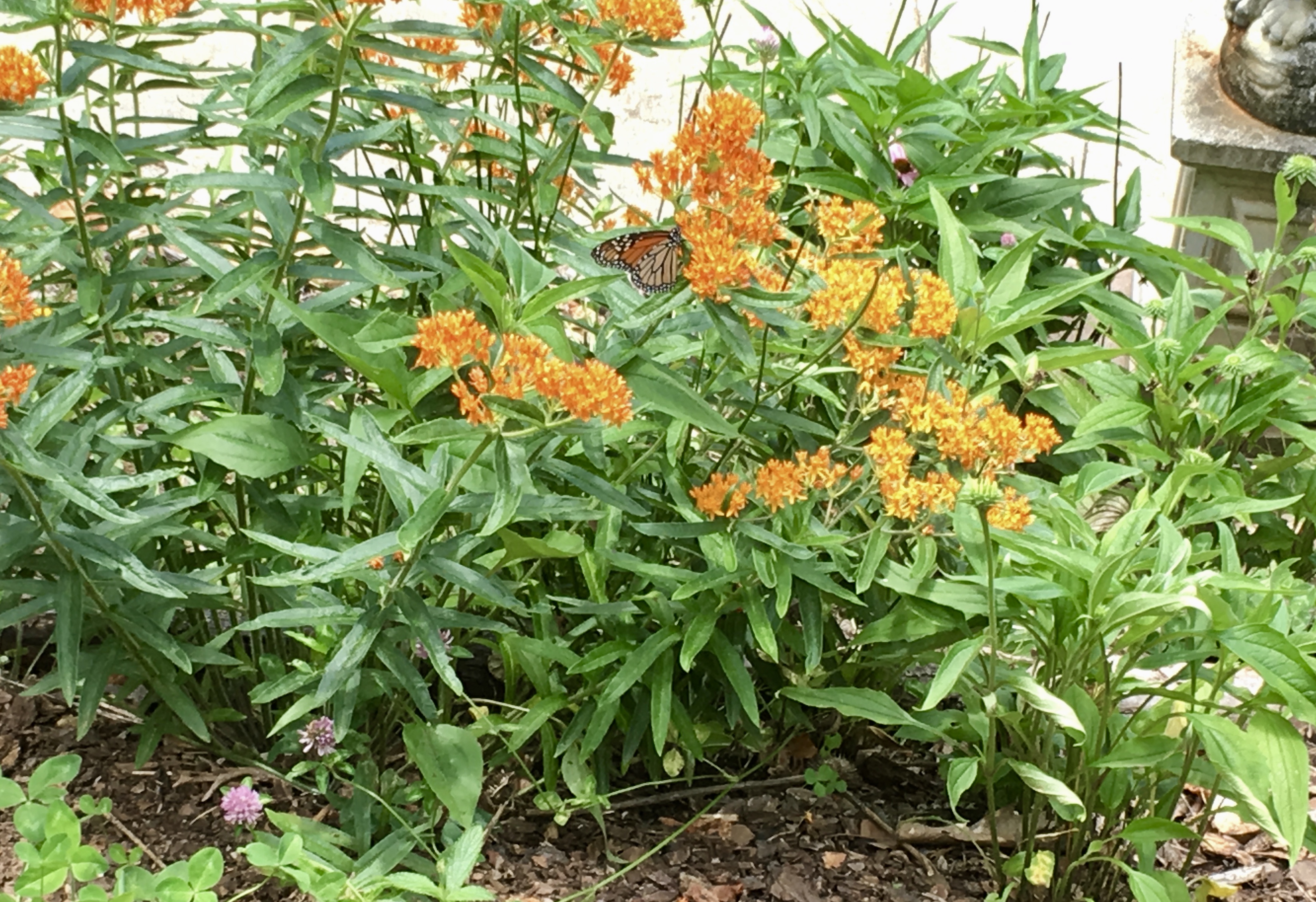 Monarch on Butterf;y Weed 6-9-18